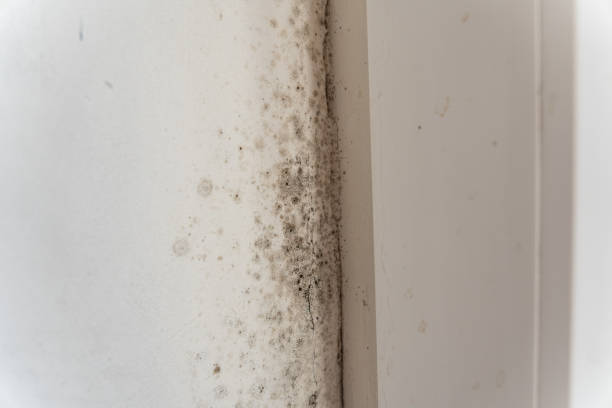 Best Residential Mold Inspection & Testing  in Cambridge, OH